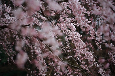 粉红樱花选焦摄影